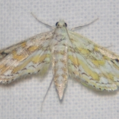 Parapoynx diminutalis (A Crambid moth) at Sheldon, QLD - 23 Mar 2007 by PJH123