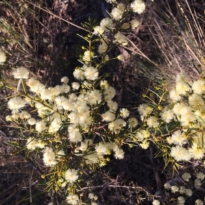 Acacia genistifolia at Aranda, ACT - 16 Jul 2023