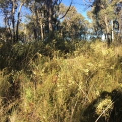 Acacia genistifolia at Aranda, ACT - 16 Jul 2023