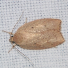 Prionocris (genus) (Wingia Group) at Sheldon, QLD - 23 Mar 2007 by PJH123