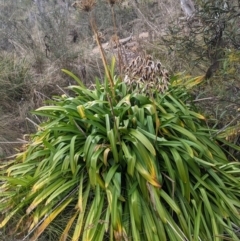 Agapanthus praecox subsp. orientalis (Agapanthus) at Carwoola, NSW - 16 Jul 2023 by WalterEgo
