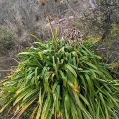 Agapanthus praecox subsp. orientalis (Agapanthus) at Carwoola, NSW - 15 Jul 2023 by WalterEgo