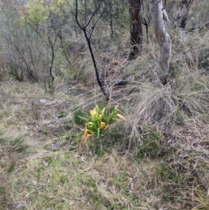 Agapanthus praecox subsp. orientalis at Carwoola, NSW - 16 Jul 2023 09:49 AM