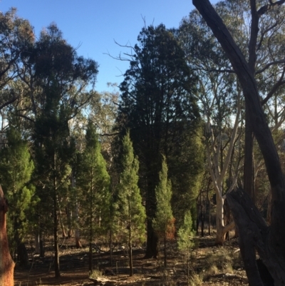 Callitris endlicheri (Black Cypress Pine) at Aranda, ACT - 16 Jul 2023 by dwise