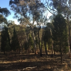 Callitris endlicheri at Aranda, ACT - 16 Jul 2023 03:50 PM