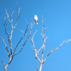 Elanus axillaris (Black-shouldered Kite) at Burrumbuttock, NSW - 16 Jul 2023 by Darcy