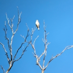 Elanus axillaris at Burrumbuttock, NSW - 16 Jul 2023