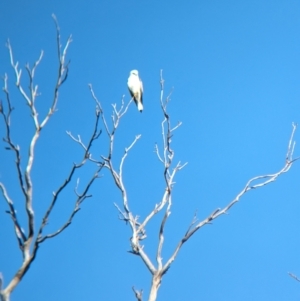 Elanus axillaris at Burrumbuttock, NSW - 16 Jul 2023