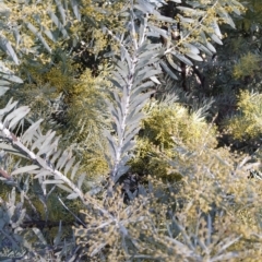 Acacia covenyi (Blue Bush) at Fadden, ACT - 16 Jul 2023 by KumikoCallaway
