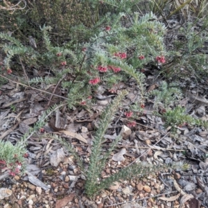 Grevillea lanigera at Carwoola, NSW - 16 Jul 2023