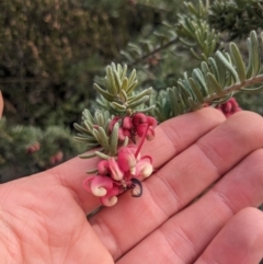 Grevillea lanigera at Carwoola, NSW - 16 Jul 2023