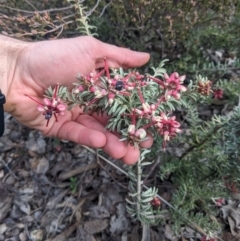 Grevillea lanigera at Carwoola, NSW - 16 Jul 2023 09:14 AM