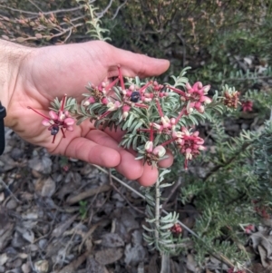 Grevillea lanigera at Carwoola, NSW - 16 Jul 2023