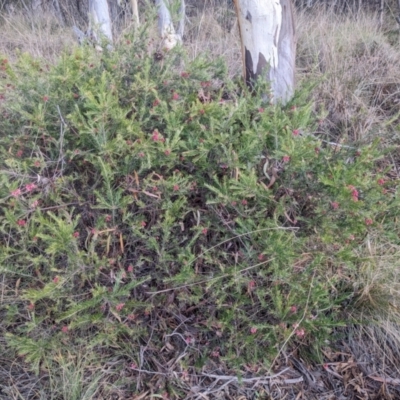 Grevillea rosmarinifolia subsp. rosmarinifolia (Rosemary Grevillea) at Carwoola, NSW - 16 Jul 2023 by WalterEgo