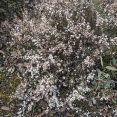 Styphelia attenuata (Small-leaved Beard Heath) at Greenleigh, NSW - 16 Jul 2023 by WalterEgo