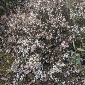 Leucopogon attenuatus at Greenleigh, NSW - 16 Jul 2023