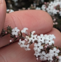 Leucopogon attenuatus at Greenleigh, NSW - 16 Jul 2023