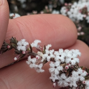 Leucopogon attenuatus at Greenleigh, NSW - 16 Jul 2023