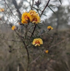 Dillwynia sieberi at Greenleigh, NSW - 16 Jul 2023 09:12 AM