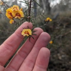 Dillwynia sieberi at Greenleigh, NSW - 16 Jul 2023 09:12 AM