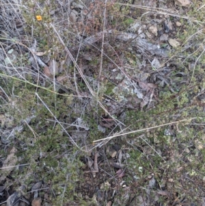 Pultenaea microphylla at Carwoola, NSW - 16 Jul 2023 09:13 AM