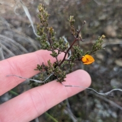 Pultenaea microphylla at Carwoola, NSW - 16 Jul 2023 09:13 AM