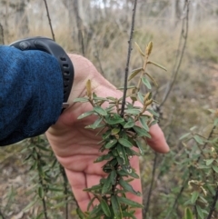 Astrotricha ledifolia (Common Star-hair) at Carwoola, NSW - 16 Jul 2023 by WalterEgo