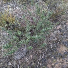 Astrotricha ledifolia at Carwoola, NSW - 16 Jul 2023 09:39 AM