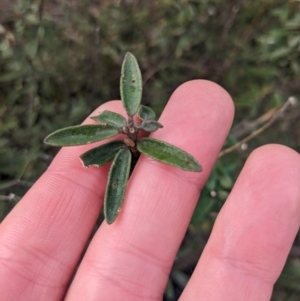 Astrotricha ledifolia at Carwoola, NSW - 16 Jul 2023