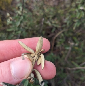 Astrotricha ledifolia at Carwoola, NSW - 16 Jul 2023 09:39 AM