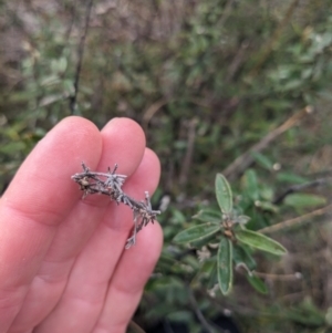 Astrotricha ledifolia at Carwoola, NSW - 16 Jul 2023 09:39 AM