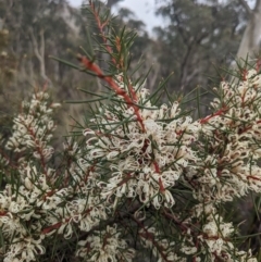 Hakea decurrens subsp. decurrens (Bushy Needlewood) at Carwoola, NSW - 16 Jul 2023 by WalterEgo