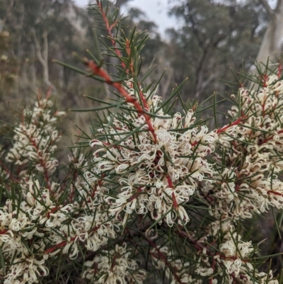 Hakea decurrens subsp. decurrens (Bushy Needlewood) at Carwoola, NSW - 15 Jul 2023 by WalterEgo