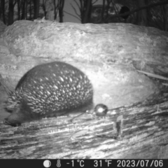 Tachyglossus aculeatus (Short-beaked Echidna) at Tinderry, NSW - 6 Jul 2023 by danswell