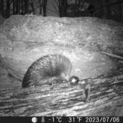 Tachyglossus aculeatus at Tinderry, NSW - suppressed