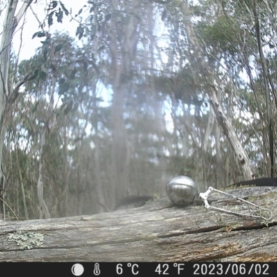 Menura novaehollandiae (Superb Lyrebird) at Mt Holland - 2 Jun 2023 by danswell