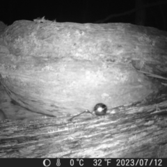 Antechinus sp. (genus) (Unidentified Antechinus) at Mt Holland - 11 Jul 2023 by danswell