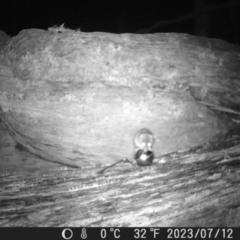 Antechinus sp. (genus) at Tinderry, NSW - 12 Jul 2023