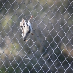 Manorina melanocephala (Noisy Miner) at Thurgoona, NSW - 16 Jul 2023 by ChrisAllen