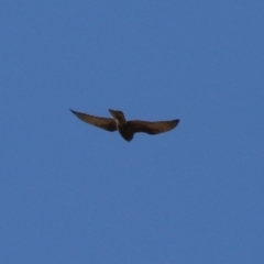 Falco berigora (Brown Falcon) at Macarthur, ACT - 16 Jul 2023 by RodDeb