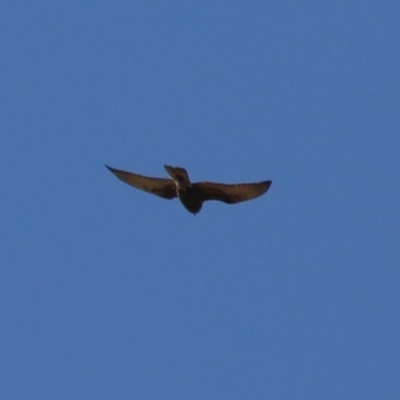 Falco berigora (Brown Falcon) at Macarthur, ACT - 16 Jul 2023 by RodDeb