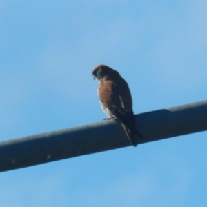 Falco cenchroides at Jerrabomberra, ACT - 16 Jul 2023