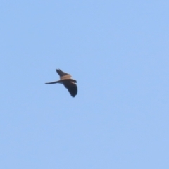 Falco cenchroides at Jerrabomberra, ACT - 16 Jul 2023 01:01 PM