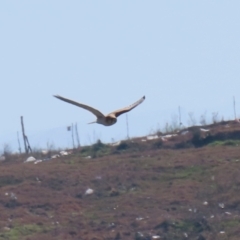 Falco cenchroides at Jerrabomberra, ACT - 16 Jul 2023