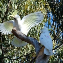 Cacatua galerita (Sulphur-crested Cockatoo) at Dickson Wetland Corridor - 16 Jul 2023 by KaleenBruce