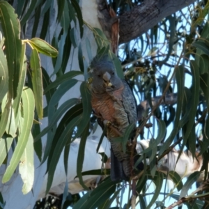 Callocephalon fimbriatum at Lyneham, ACT - suppressed