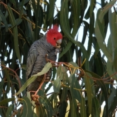 Callocephalon fimbriatum at Lyneham, ACT - suppressed