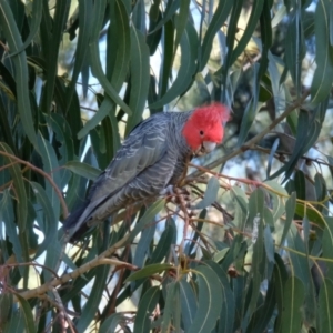 Callocephalon fimbriatum at Lyneham, ACT - suppressed