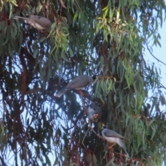 Manorina melanocephala (Noisy Miner) at Symonston, ACT - 16 Jul 2023 by RodDeb