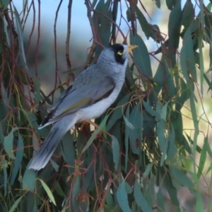 Manorina melanocephala at Symonston, ACT - 16 Jul 2023